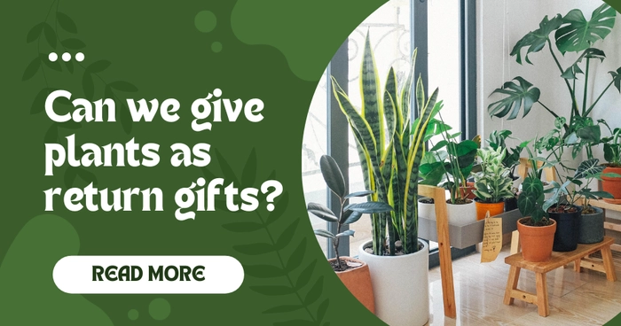 Green Delights: Plants for Thoughtful Return Gifts