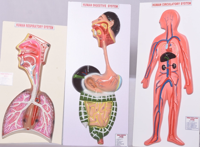 Human Respiratory, Digestive and circulatory System