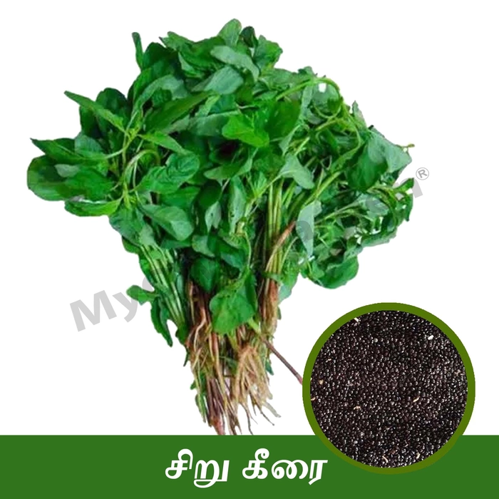 MyOwnGarden Spinach Seed | Organic Siru Keerai Seeds | High-Quality