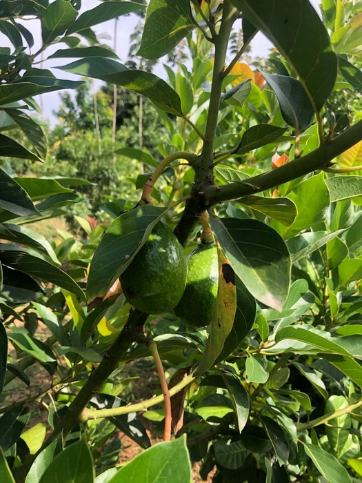 Avocado (Grafted)