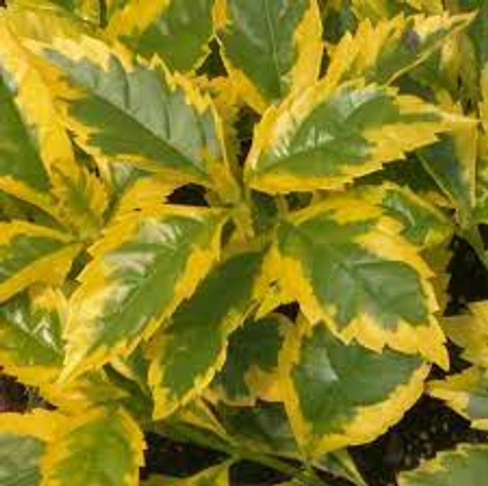 Duranta Golden Edge