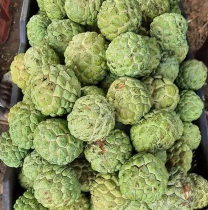 Custard Apple