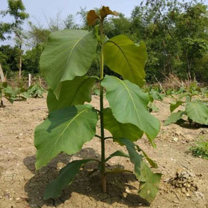 Thekku Maram Plant (Teak Plant, 2 Feet Approx ) ( தேக்கு மரம் ...