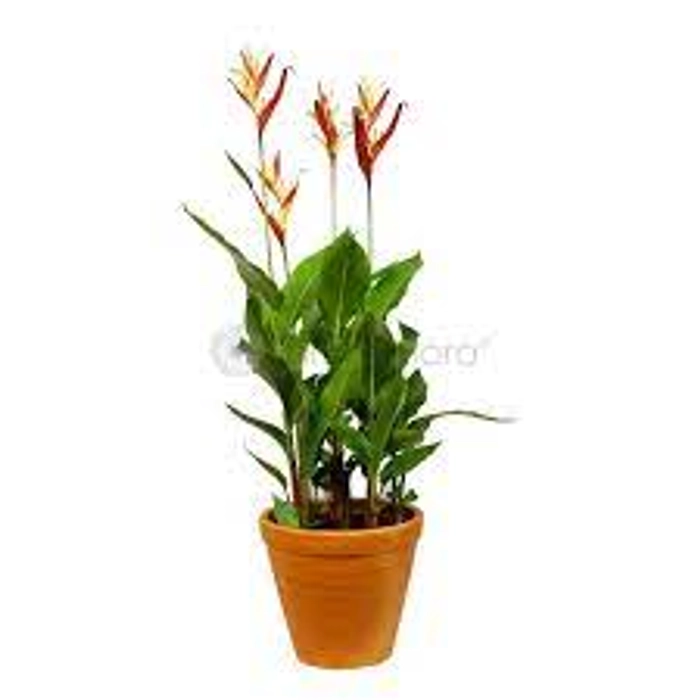 Heliconia Lady Diana Orange