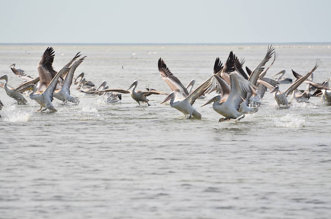 curly pelicans in the Danube Delta