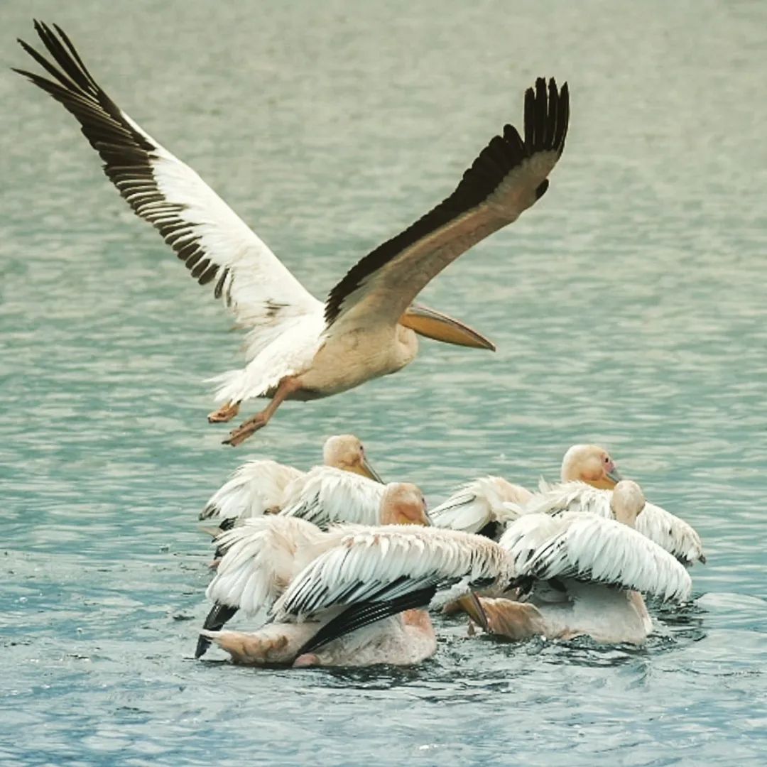 Pelicans in the Danube Delta boat tours with Nearchus Nautictour Mahmudia