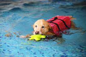 12 Dog-Friendly Summer Activities – American Kennel Club