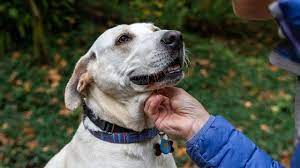 Best calming collar for dogs | FOX31 Denver