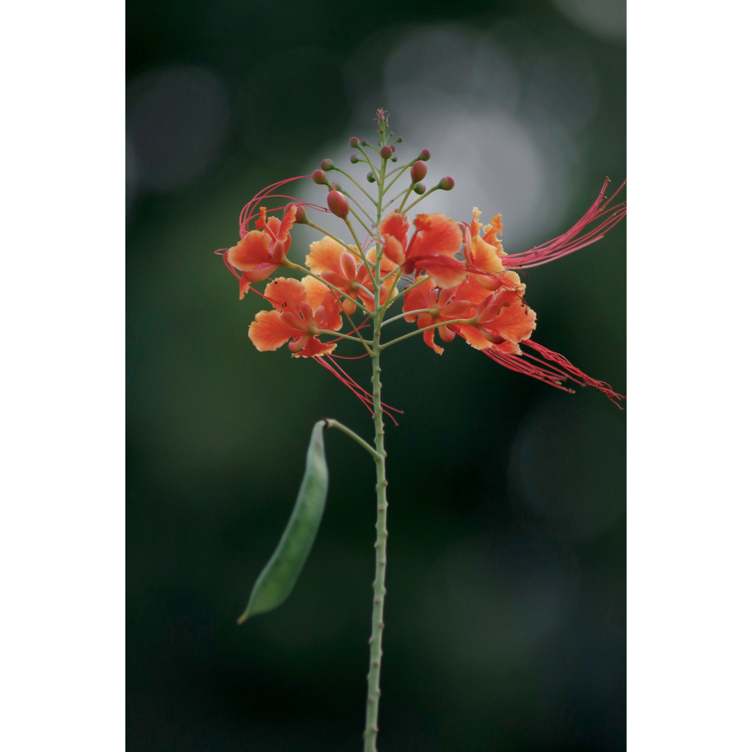 Gulmohar Flower for Gudi Padwa