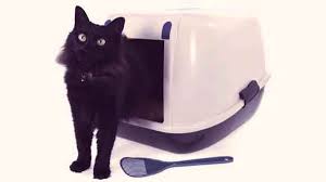 How to Choose a Cat Litter Box and Kitty Litter Finding the Best Litter  Options for Your Cat