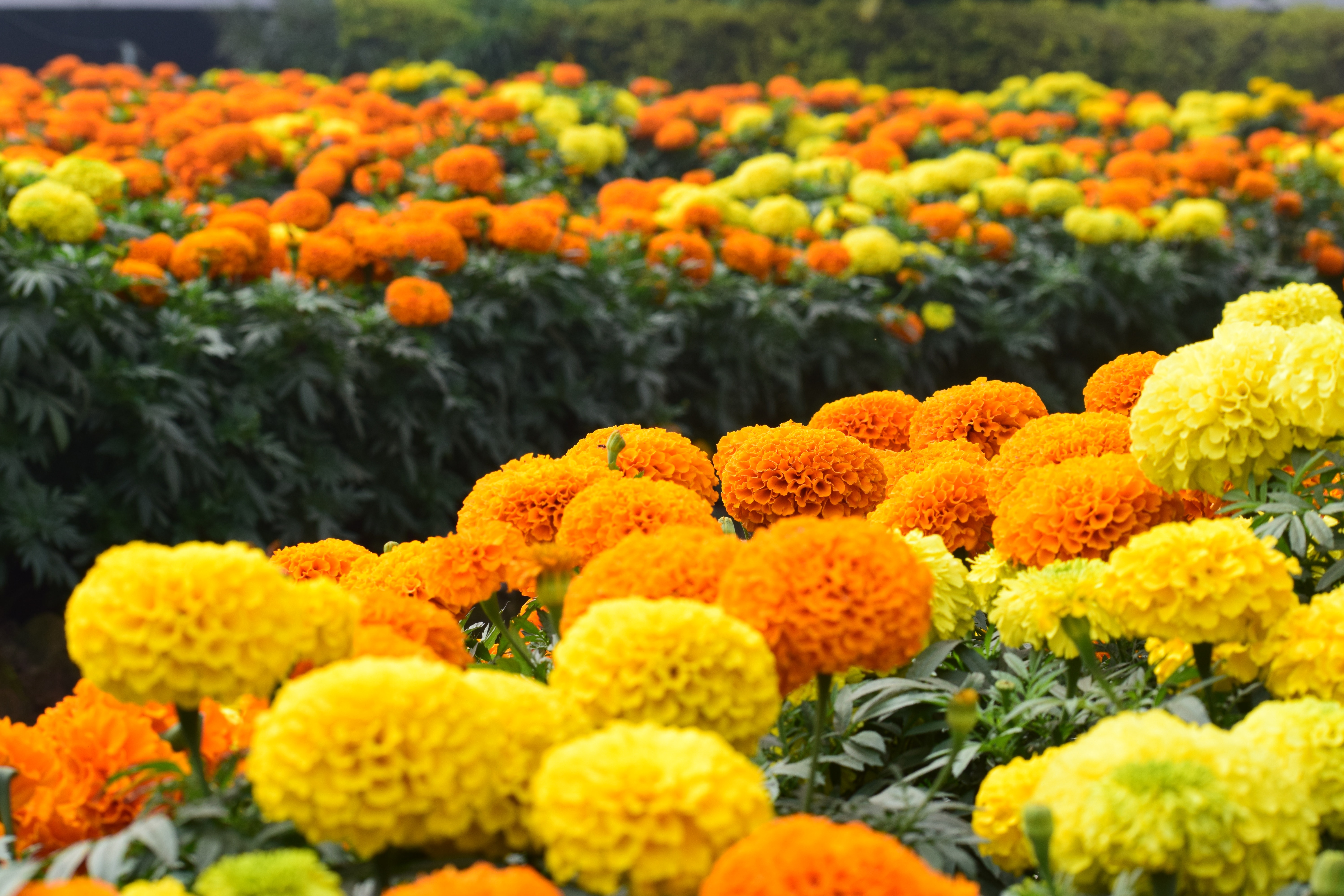 Marigold Flower for Gudi Padwa