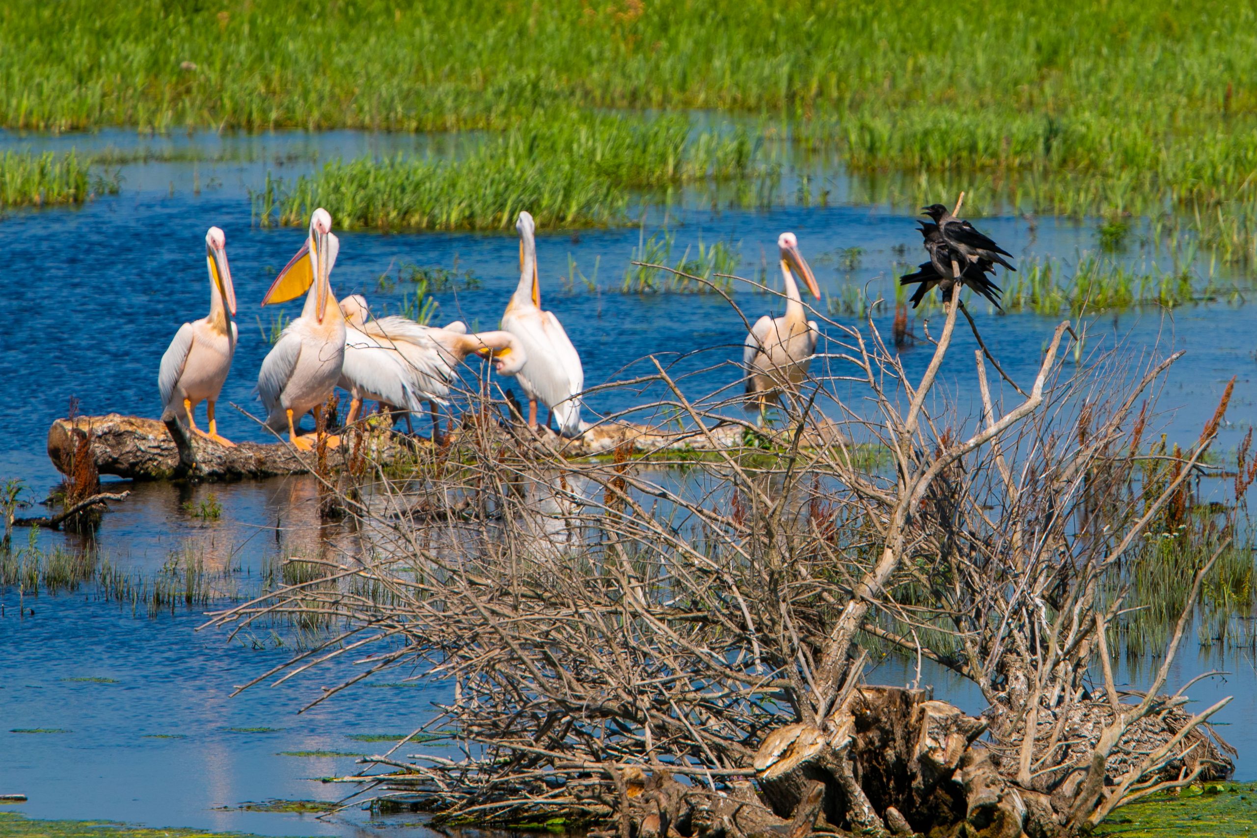 curly pelicans in the Danube Delta