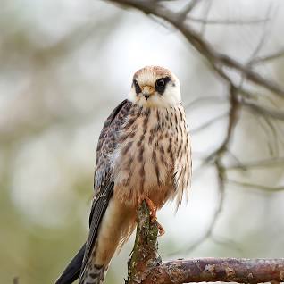 The Red-Footed Falcon is a bird in the Danube Delta