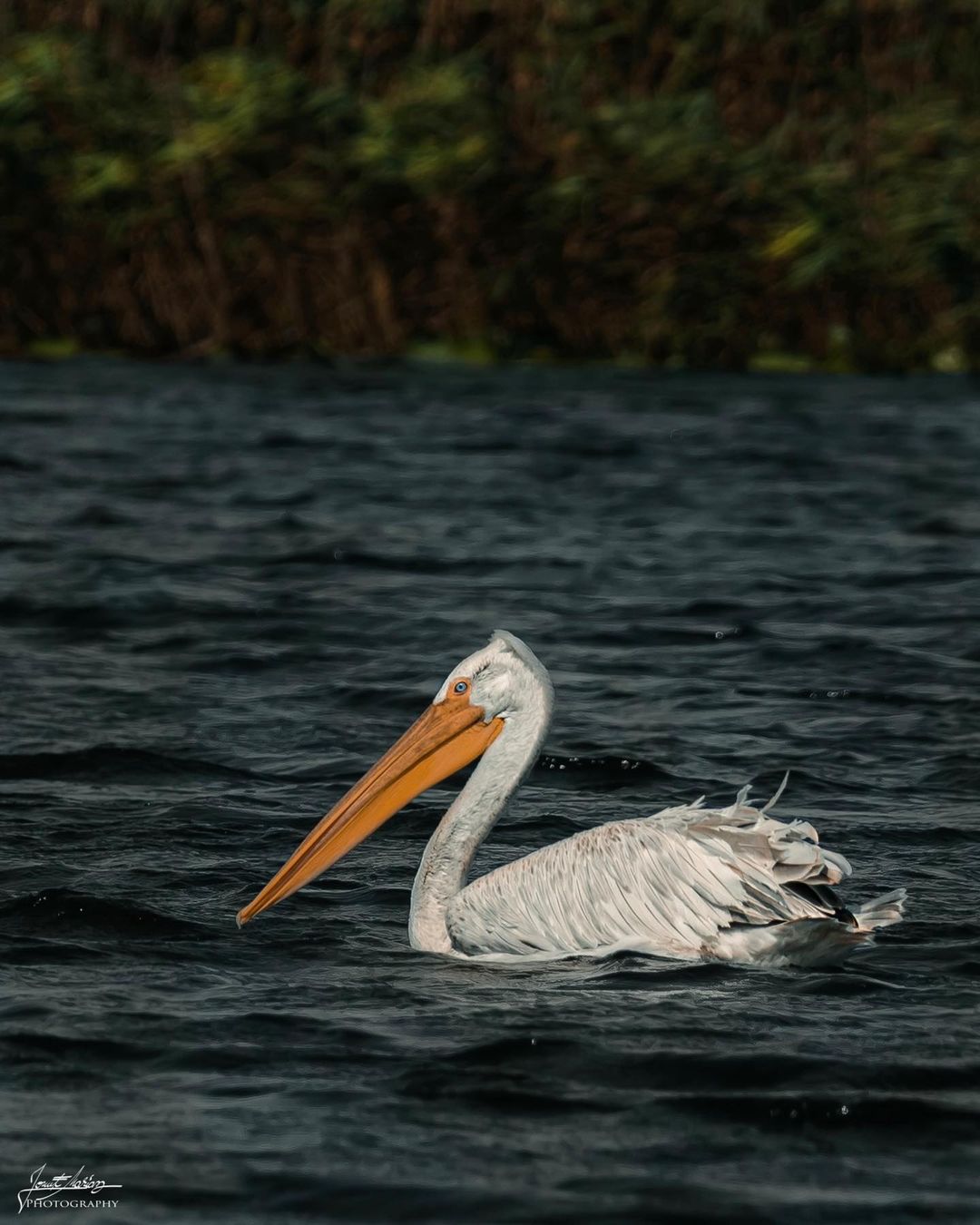 Pelican in the Danube Delta