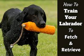 How to Teach Your Labrador to Fetch and Retrieve