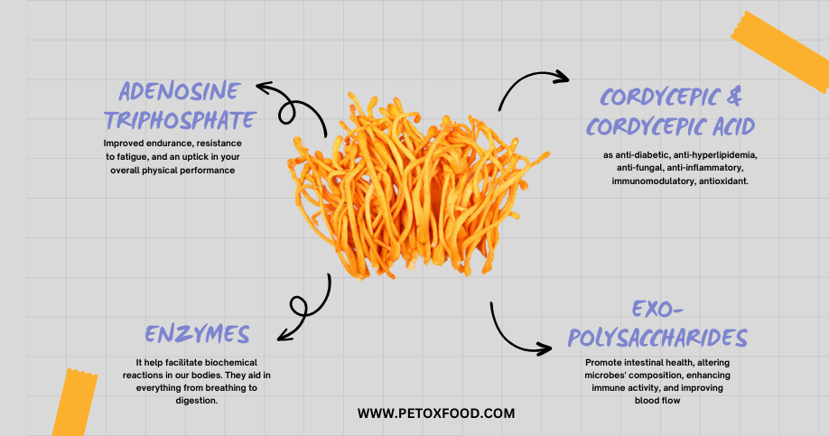 What are the ingredients in Cordyceps?