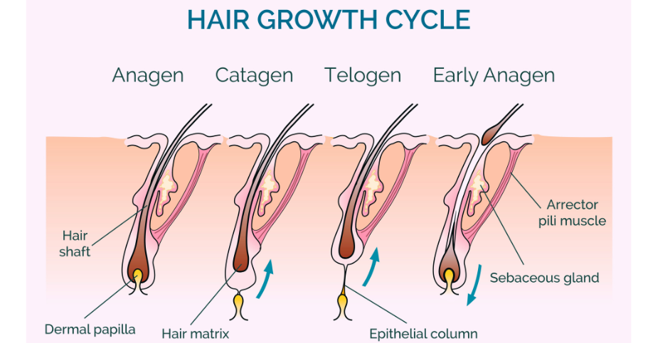 Hair Growth Cycle