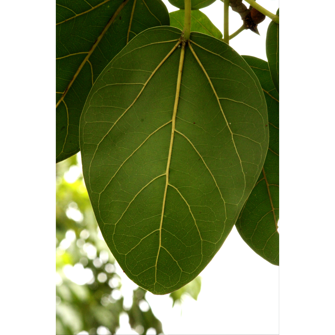 Banyan Tree Leaves for Gudi Padwa