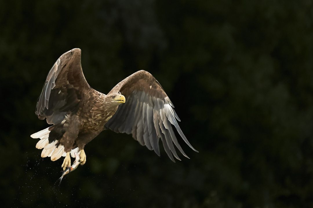 hawk in the Danube Delta