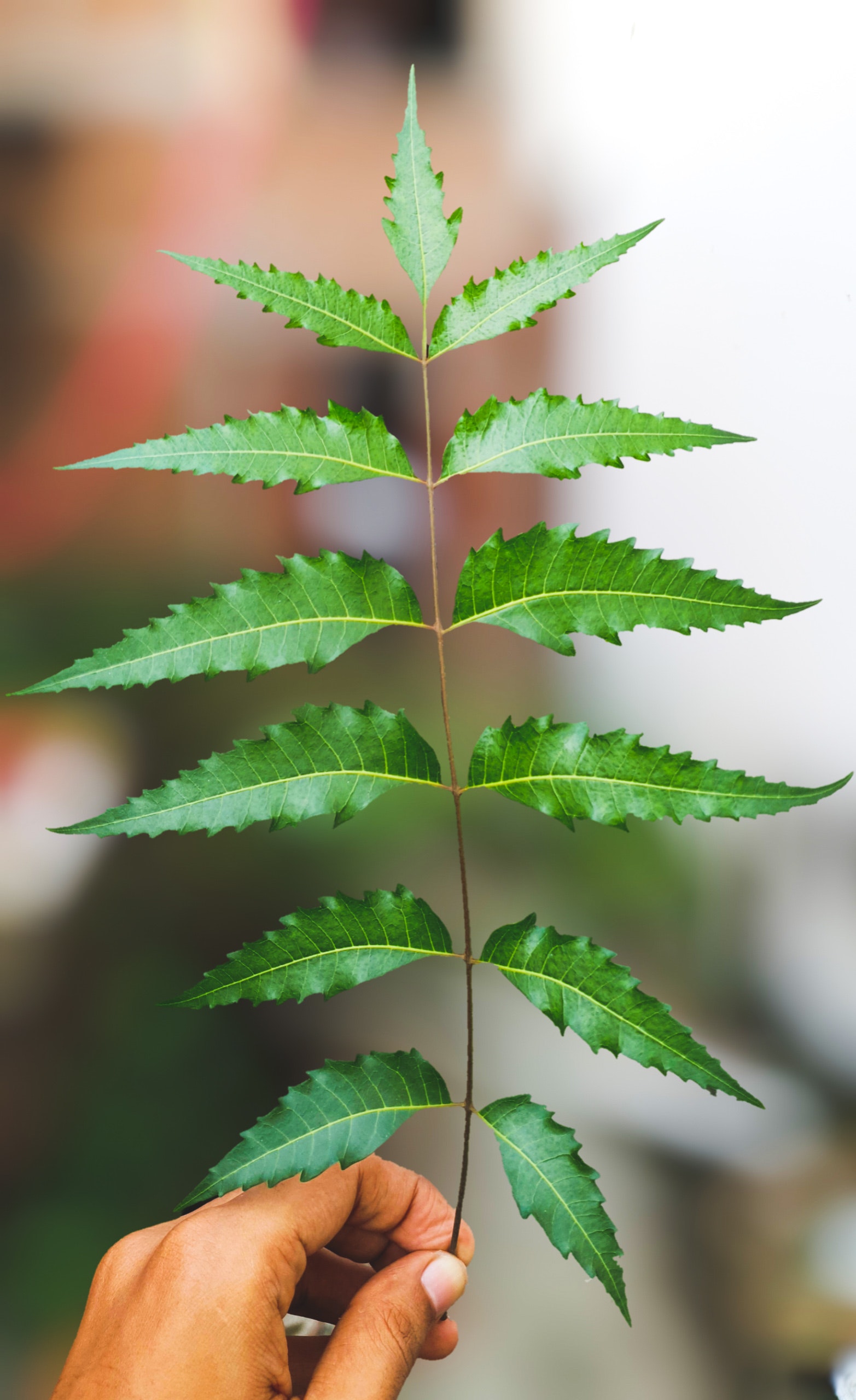 Neem Leaves for Gudi Padwa