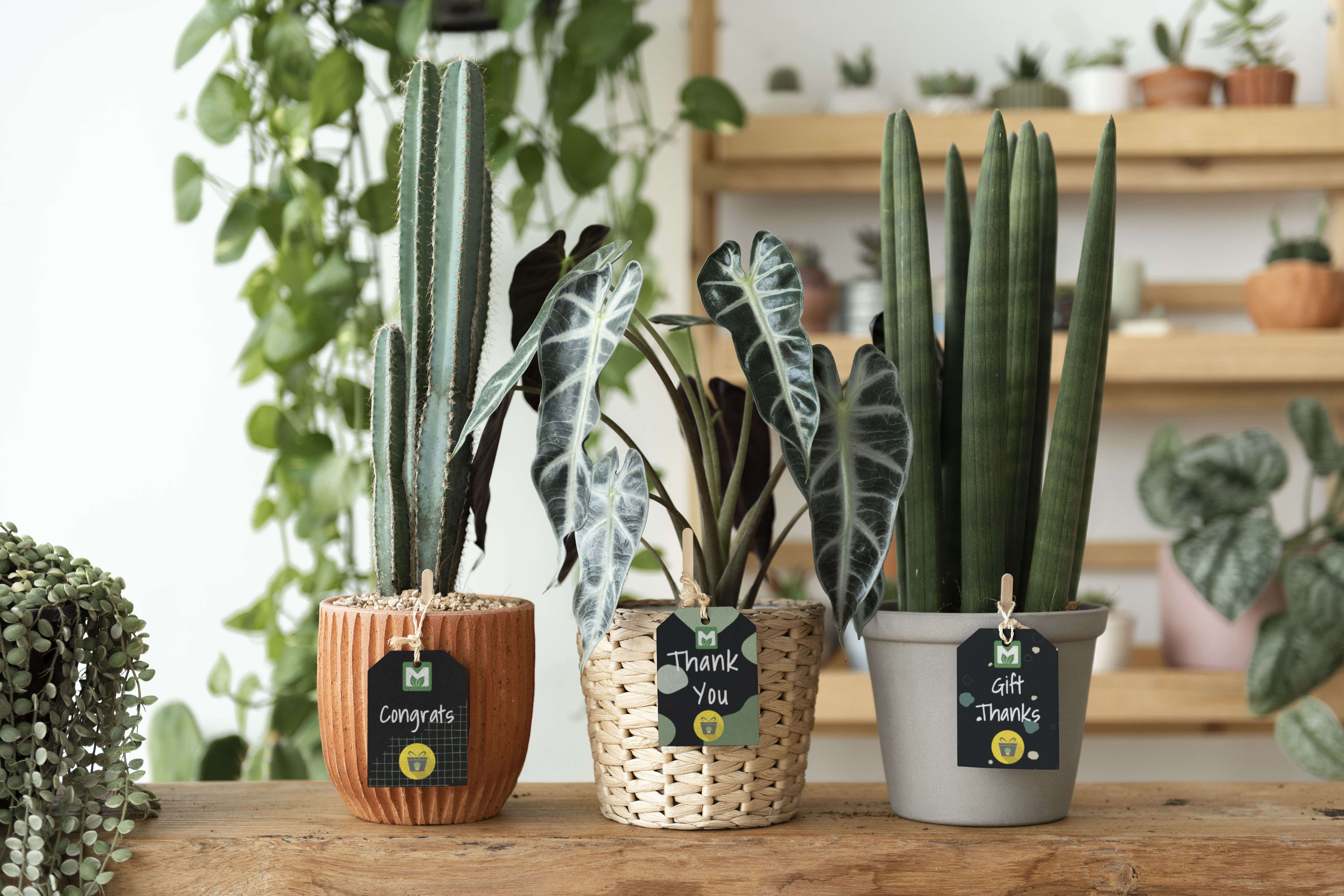 If You're Concerned About the Planet, Turn to Eco Friendly Return Gifts  Like Plants! 10